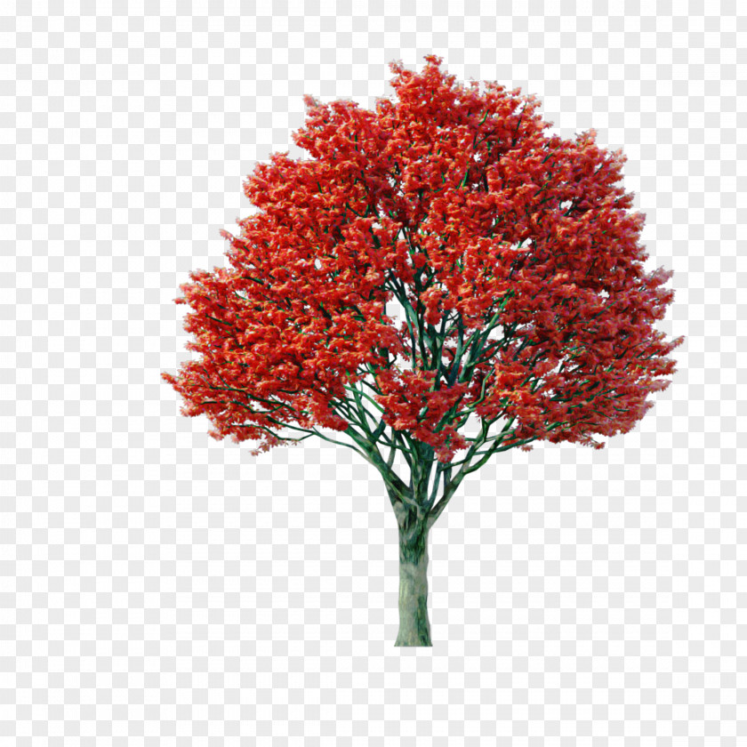 Plant Tree Red Flower Leaf PNG