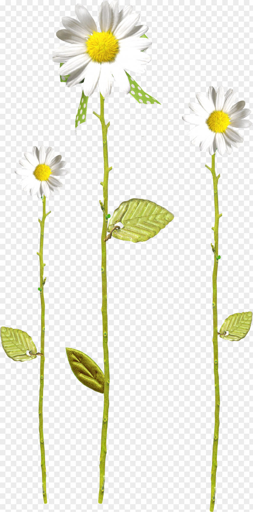Camomile Flower Of The Fields German Chamomile Dendranthema Lavandulifolium Oxeye Daisy PNG