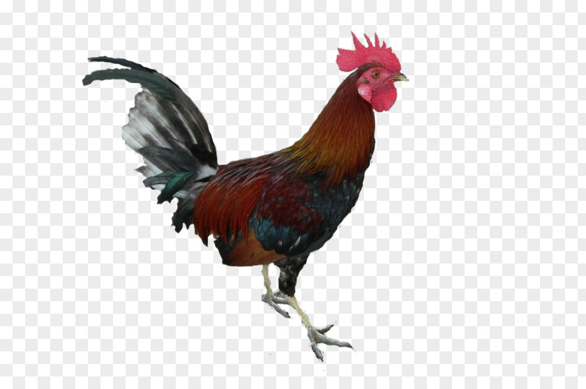 Cock Rooster Chicken PNG