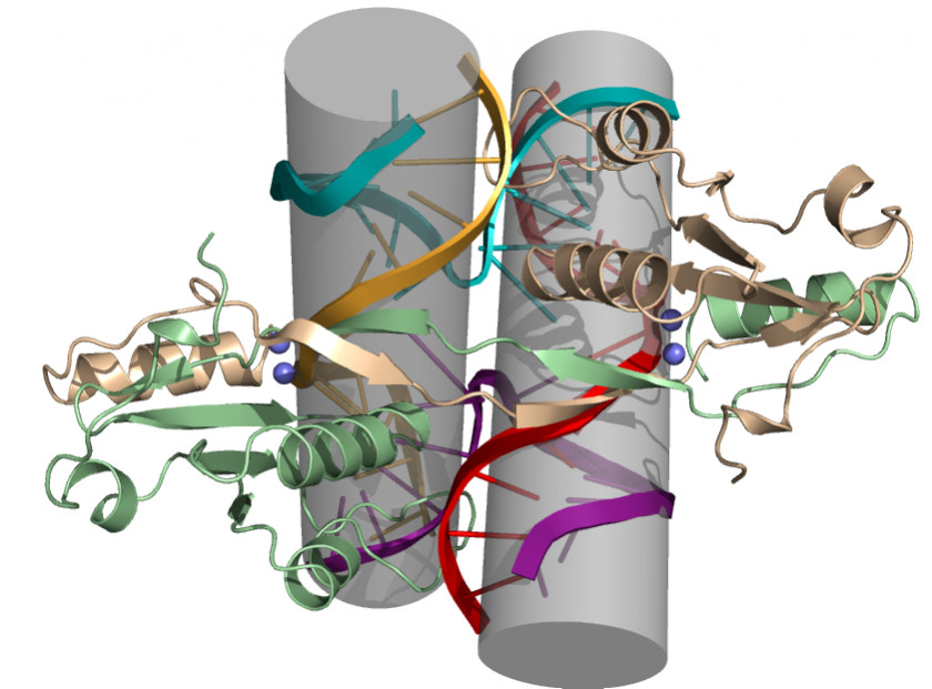E Coli Cartoon International Genetically Engineered Machine E. Bacteriophage Clip Art PNG