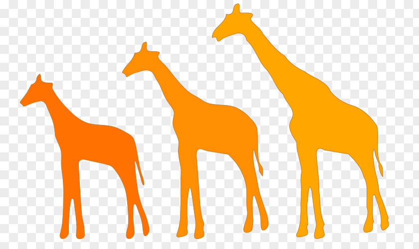 Giraffes Giraffe Lamarckism Evolution Darwinism Natural Selection PNG