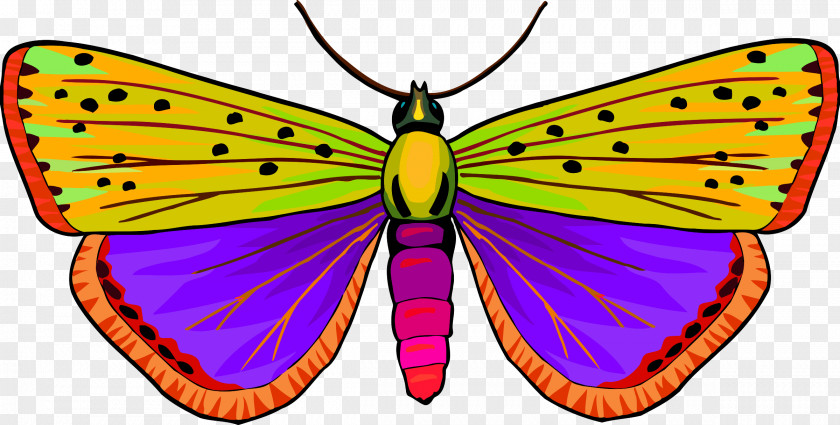 Insect Butterfly Clip Art PNG