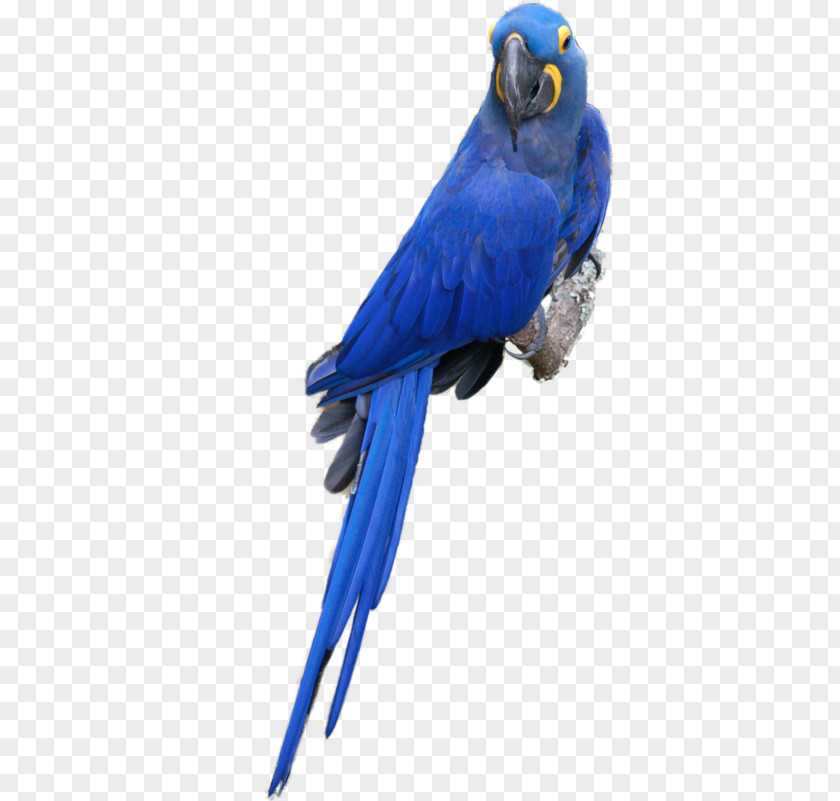 Parrot Budgerigar Macaw Lovebird PNG