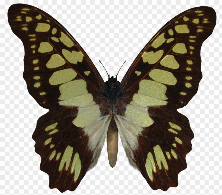 Butterflay Swallowtail Butterfly AUREUS Butterflies & Insects Battus Polydamas PNG
