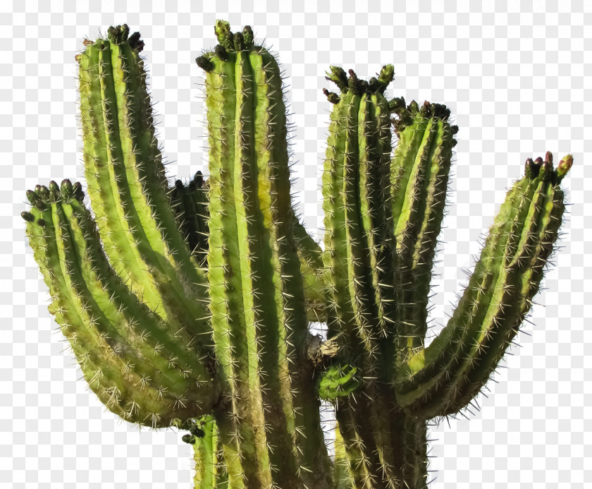 Cactus Image Cactaceae Icon PNG
