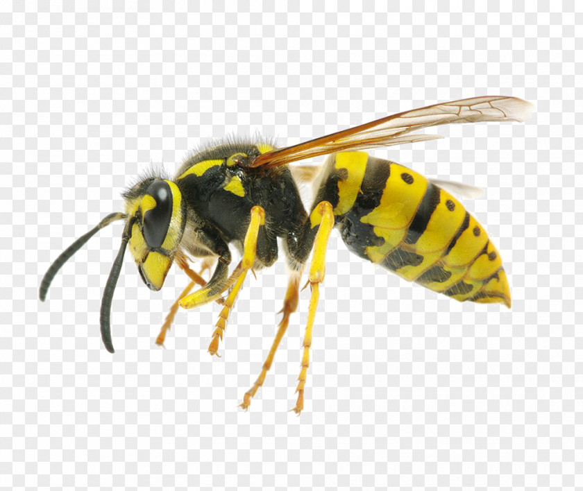 Insect Hornet Western Honey Bee Yellowjacket PNG