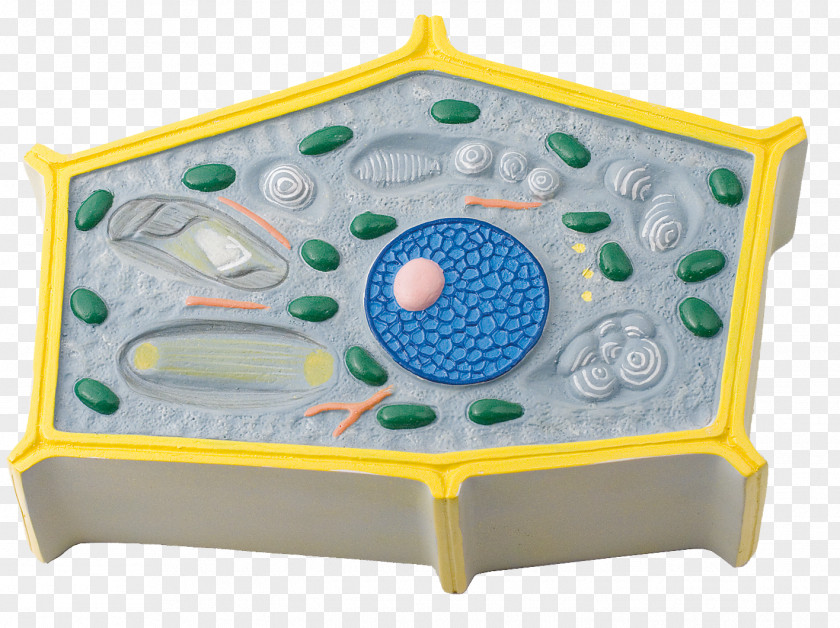 Plant Cell Botany Cross Section PNG