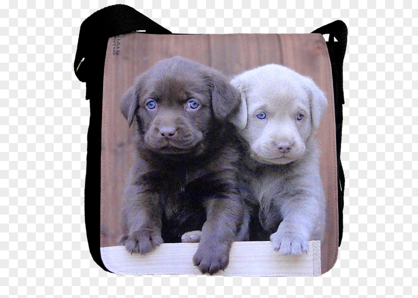 Puppy Labrador Retriever Flat-Coated Dog Breed Golden PNG