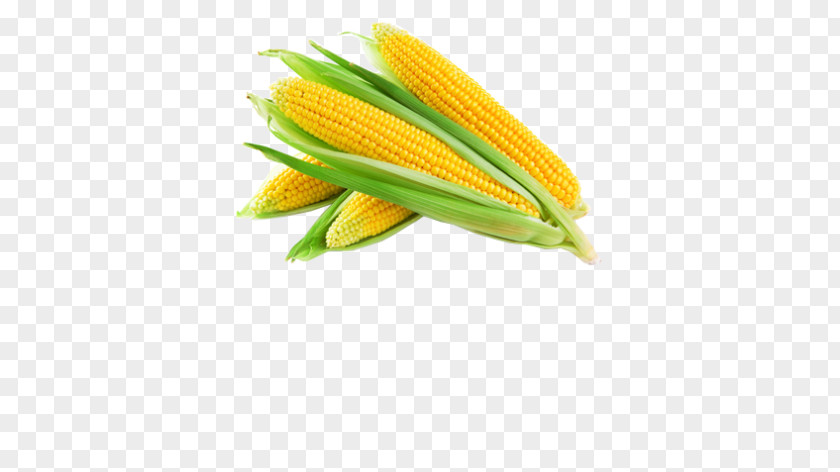 Sweet Corn Vegetable Kernel Food Cereal PNG