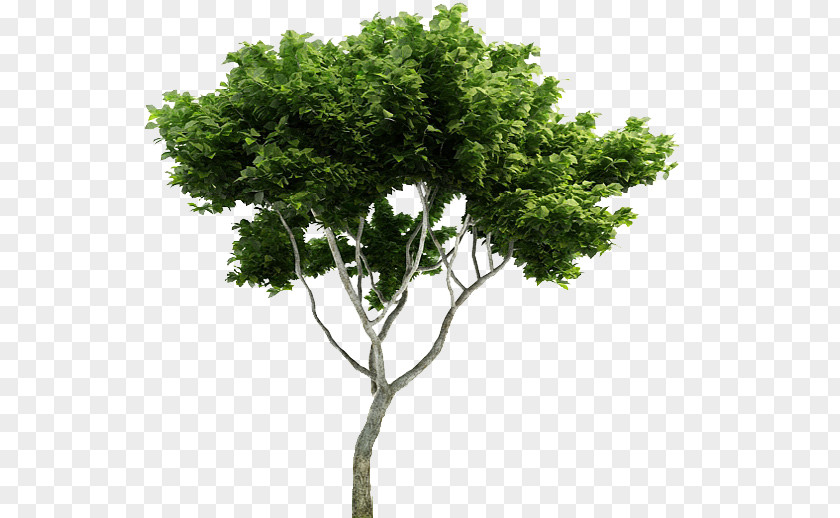 Tree Branch Plant Evergreen PNG