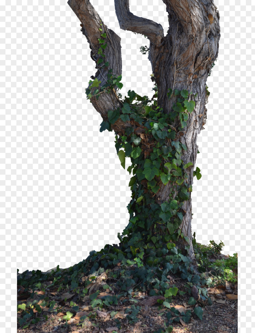 Withered,Trees,Branches,trunk,Trees,wood Trunk Learn About Trees Branch PNG