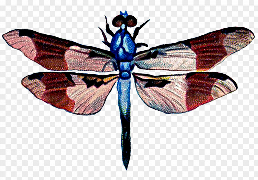 Dragon Fly Art Dragonfly Clip PNG