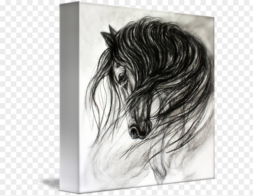 Horse Drawing Dance Art PNG