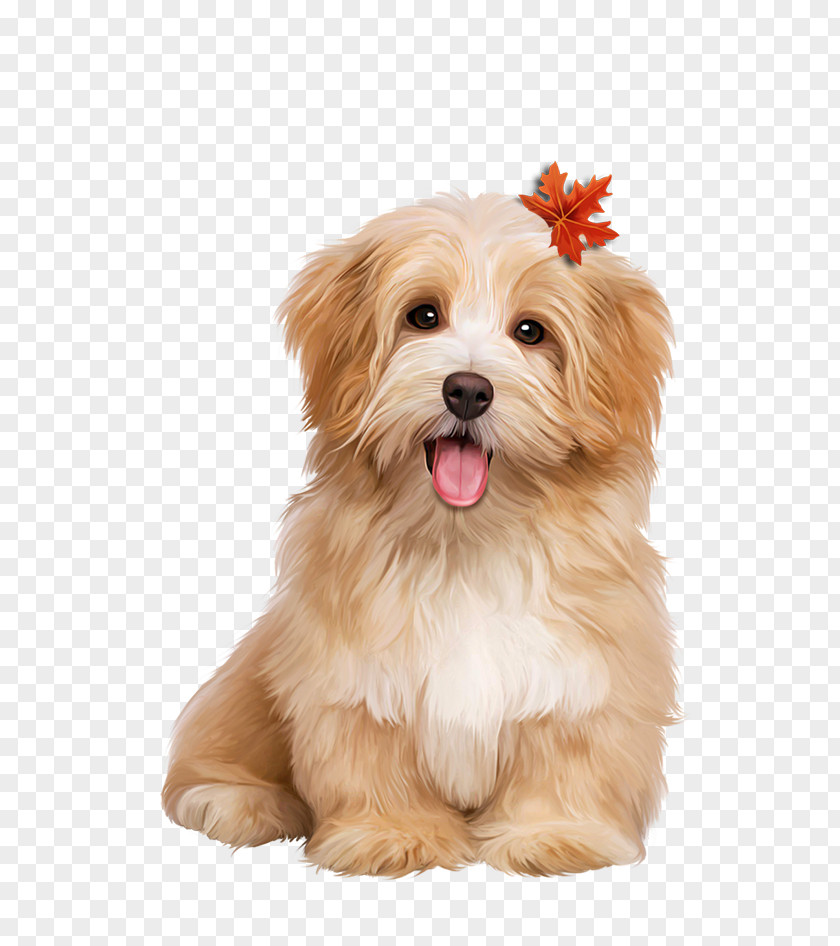 Lhasa Apso Shih Tzu Dog Maltepoo Puppy PNG