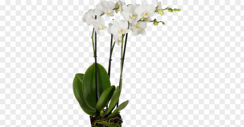 Moth Orchids Cut Flowers Plant PNG