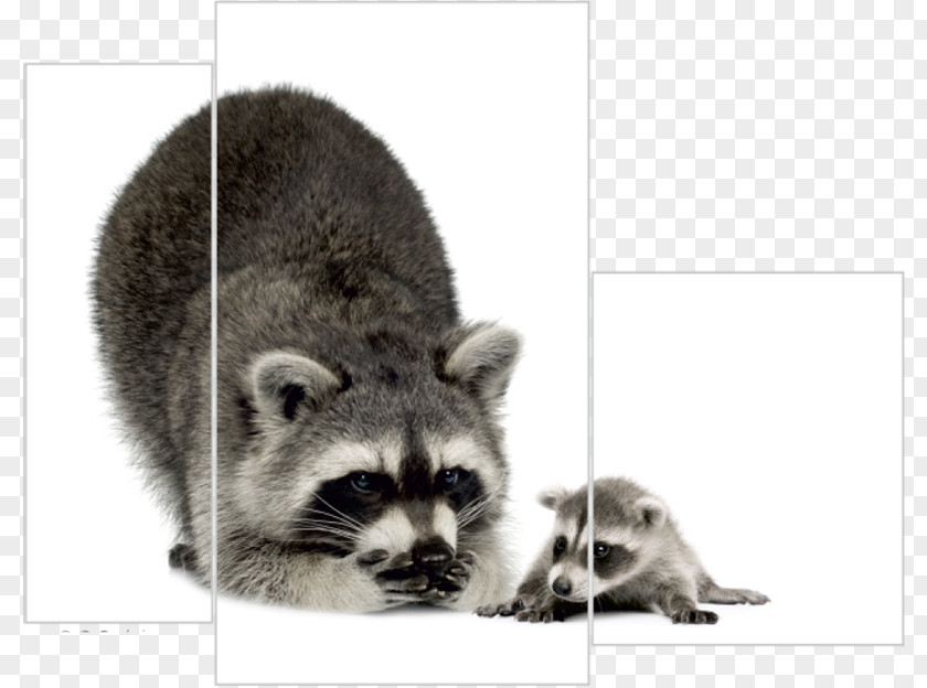 Raccoon Portable Network Graphics Laughlin's Pest Control Child PNG