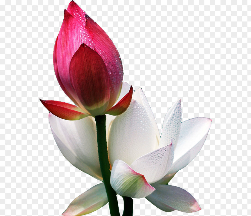 Red And White Lotus Bud Flower Morning Information Blog PNG
