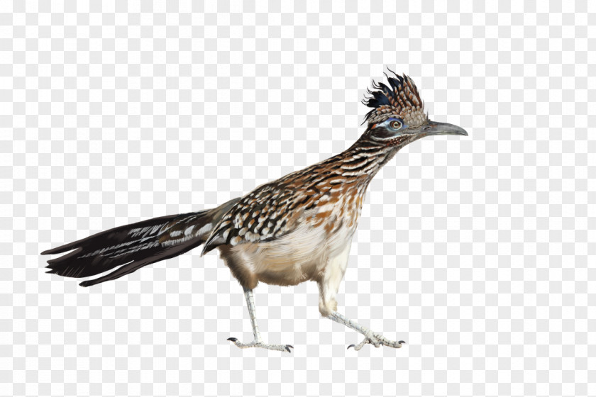 Road Runner Bird Beak Art Feather Film PNG