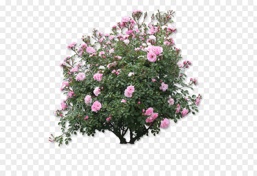Rose Flowers Tree Shrub Plant Flower PNG