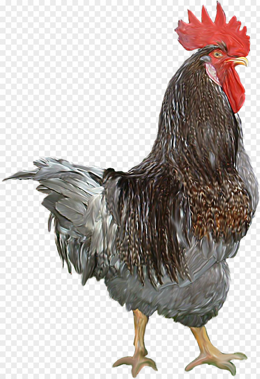 Cock Chicken Bird Rooster Poultry PNG