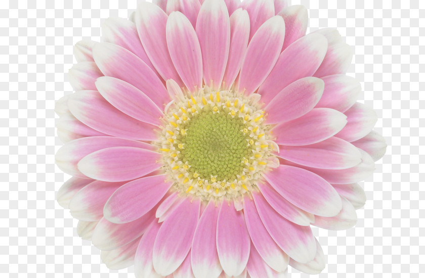 Transvaal Daisy Floristry Assortment Strategies Chrysanthemum Cut Flowers PNG