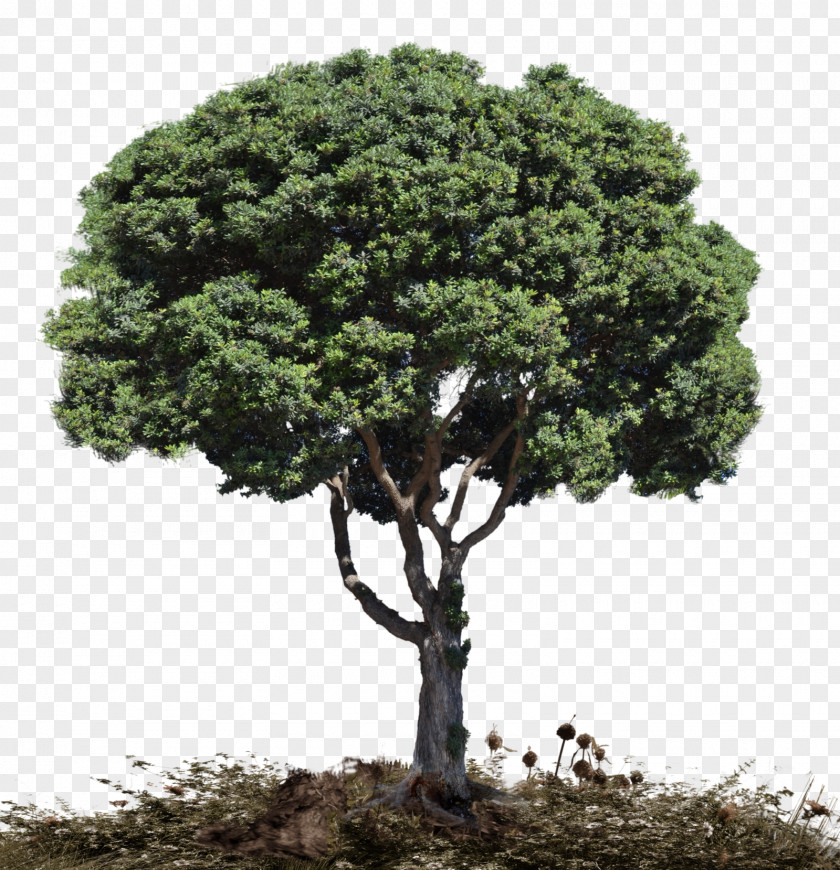 Tree Woody Plant Snag PNG