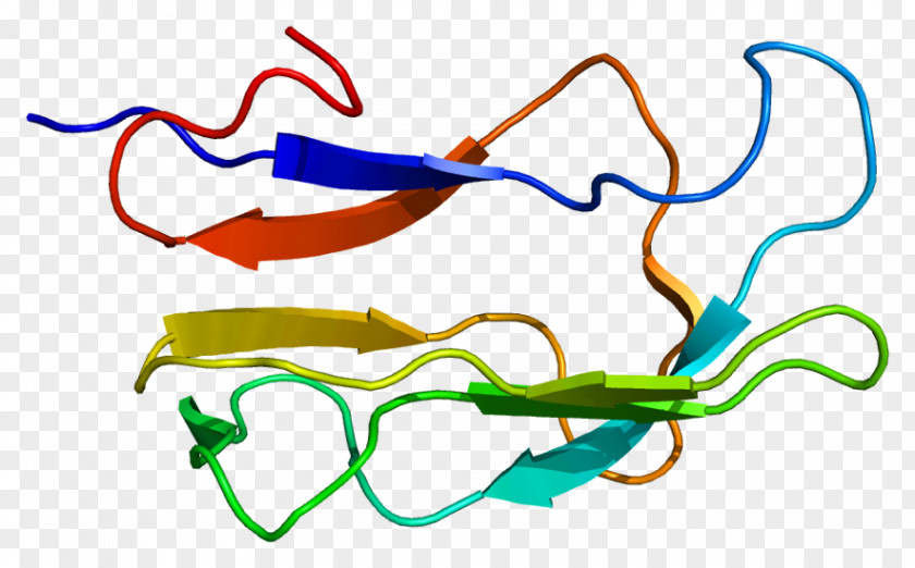 DBT Gene Expression Branched-chain Alpha-keto Acid Dehydrogenase Complex Protein PNG