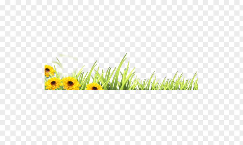 Grass Background Flower PNG