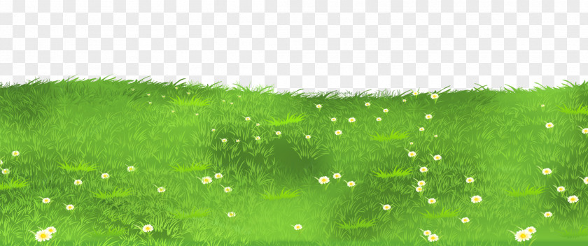 Grass Ground With Daisies Clipart Lawn Grasses Clip Art PNG