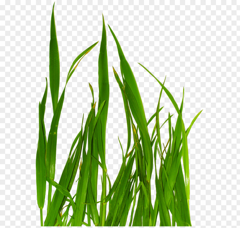A Bunch Of Green Grass PNG