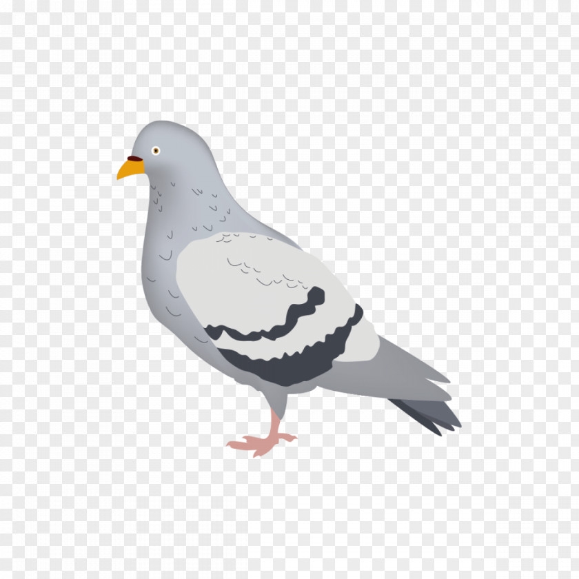 Creative Pigeons Columbidae Domestic Pigeon London Beak Drawing PNG