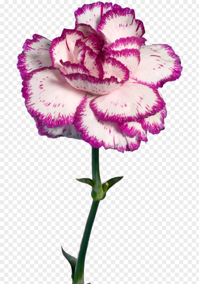 Flower Carnation Pink Cut Flowers Herbaceous Plant PNG