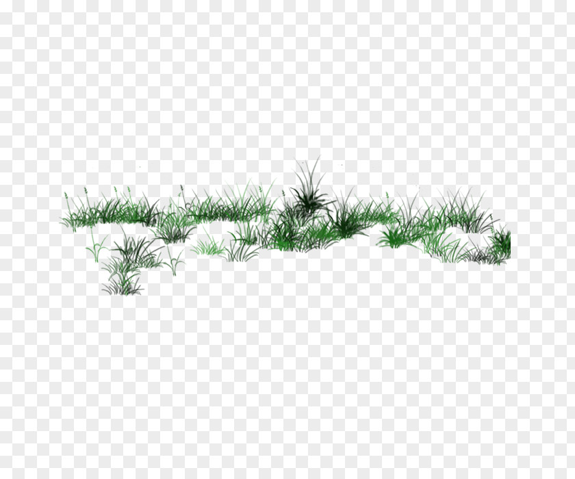 Grass Transparency And Translucency ICO Icon PNG