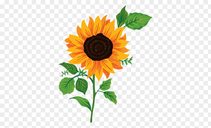 Sunflower Leaf Common Drawing PNG