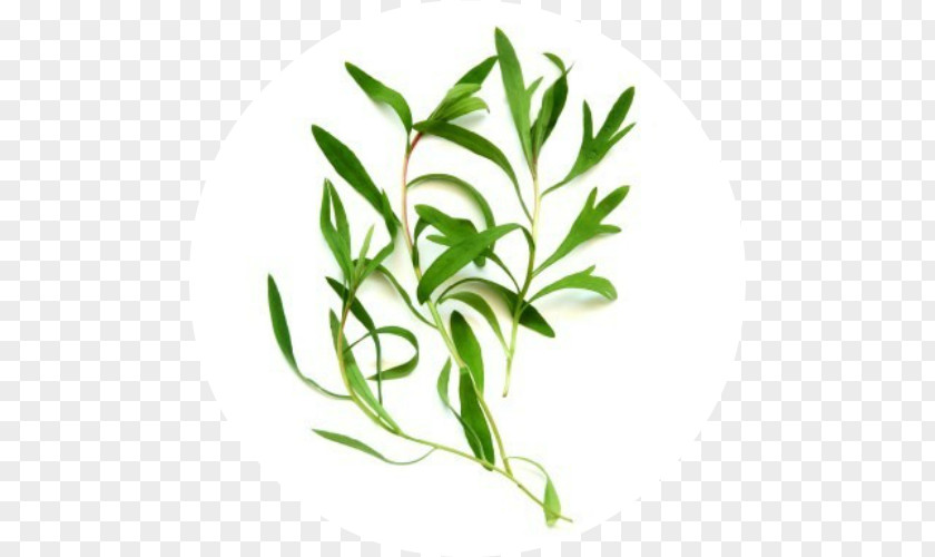 Tea Watercolor Tree Oil Essential Moisturizer Cleanser PNG