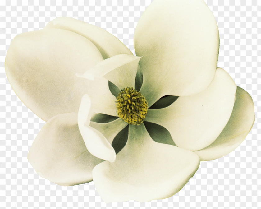 White Magnolia Flowers Southern Petal Flower PNG
