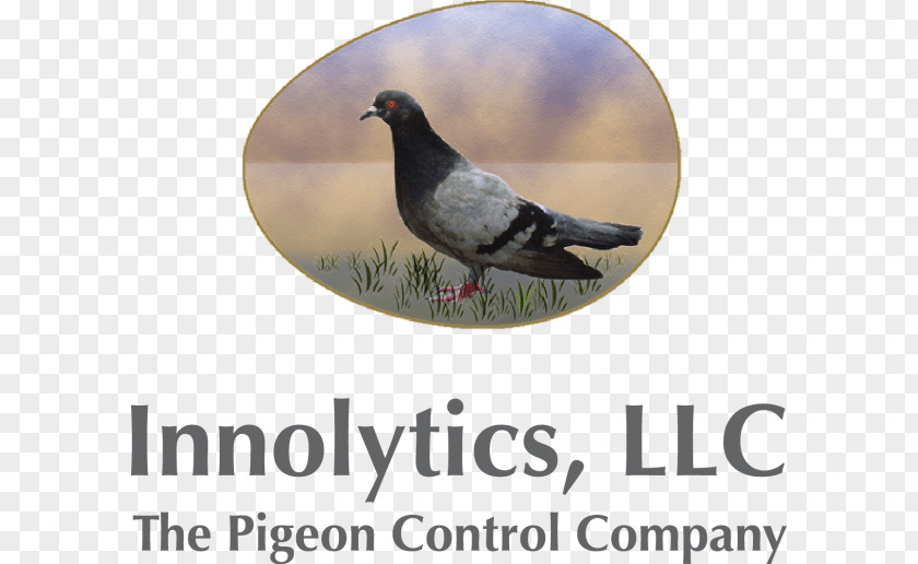 Birth Control Columbidae Bird Fantail Pigeon Homing Indian PNG