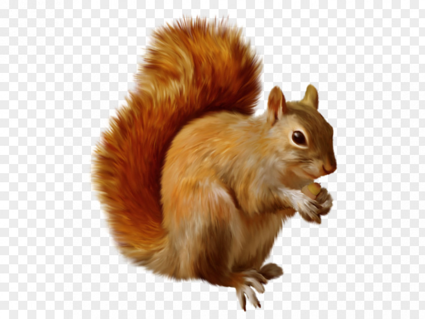 Chipmunk Rodent Clip Art Tree Squirrel PNG