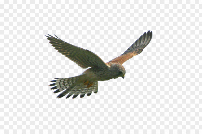 FLying Eagle Flight Hawk Bird PNG