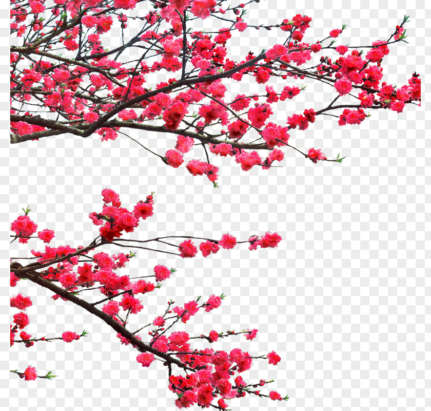 Plum Flower Ochna Integerrima Lunar New Year Graphic Design PNG
