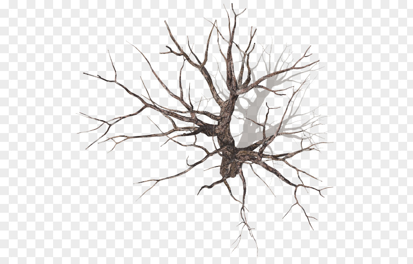 Tree Branch Plant Drawing Wood PNG