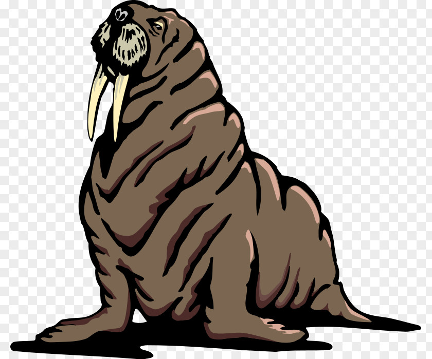 Walrus Pictures Free Content Clip Art PNG