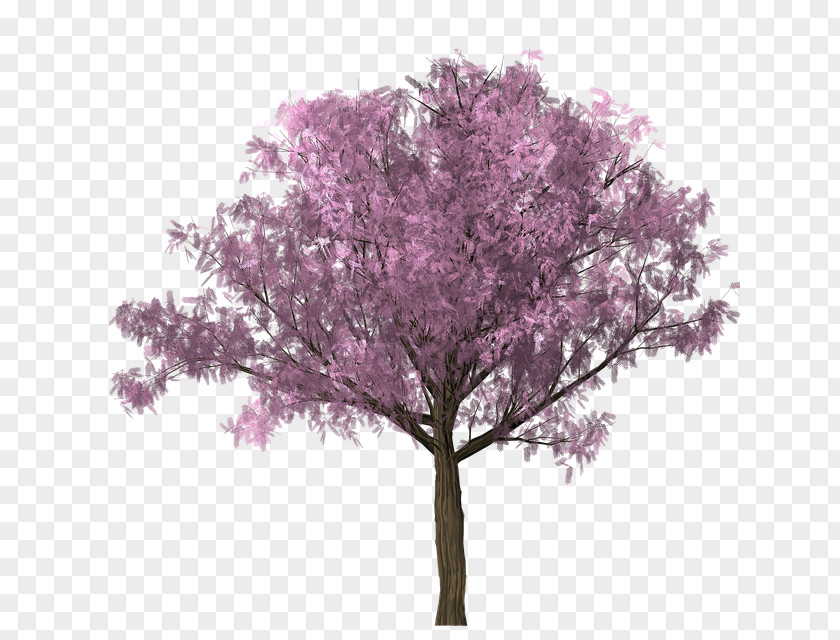 Cherry Blossom Tree Oak PNG