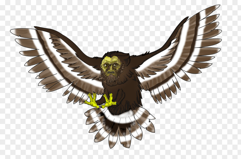 Eagle Owl Fauna Hawk Beak PNG