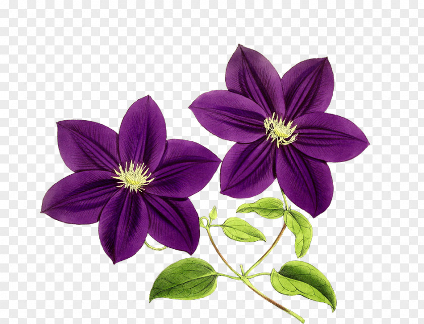 Flower Purple Blue Rose Clip Art PNG