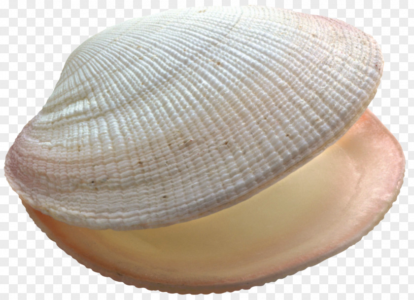 Seashell Clam Clip Art PNG