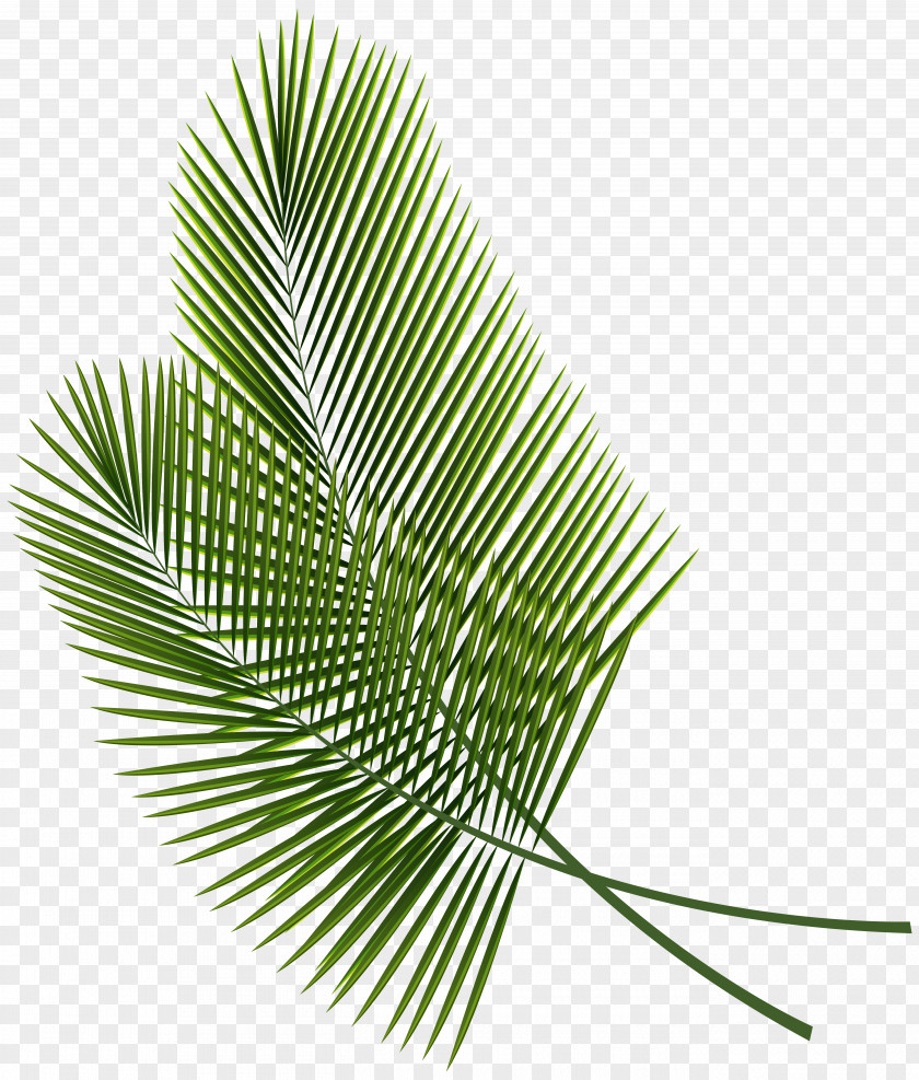 Tropical Leaf Arecaceae Palm Branch Clip Art PNG
