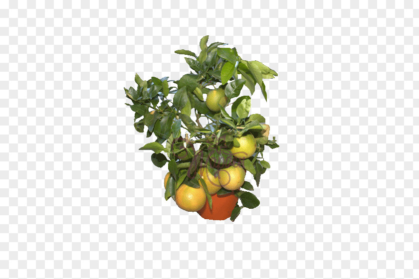 Vegetable Bitter Orange Vegetarian Cuisine Food Fruit Tree Calamondin PNG