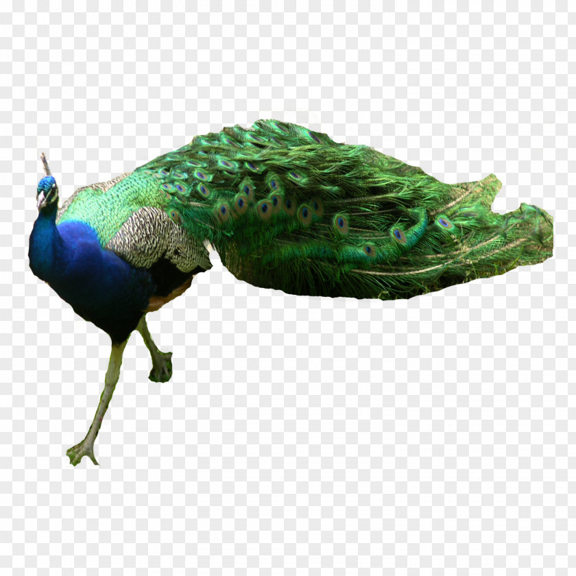 Animal Peacock Asiatic Peafowl Green PNG