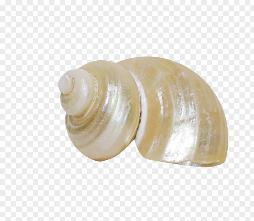 Brown Pattern Conch Clam Veneroida Author Sea Snail PNG